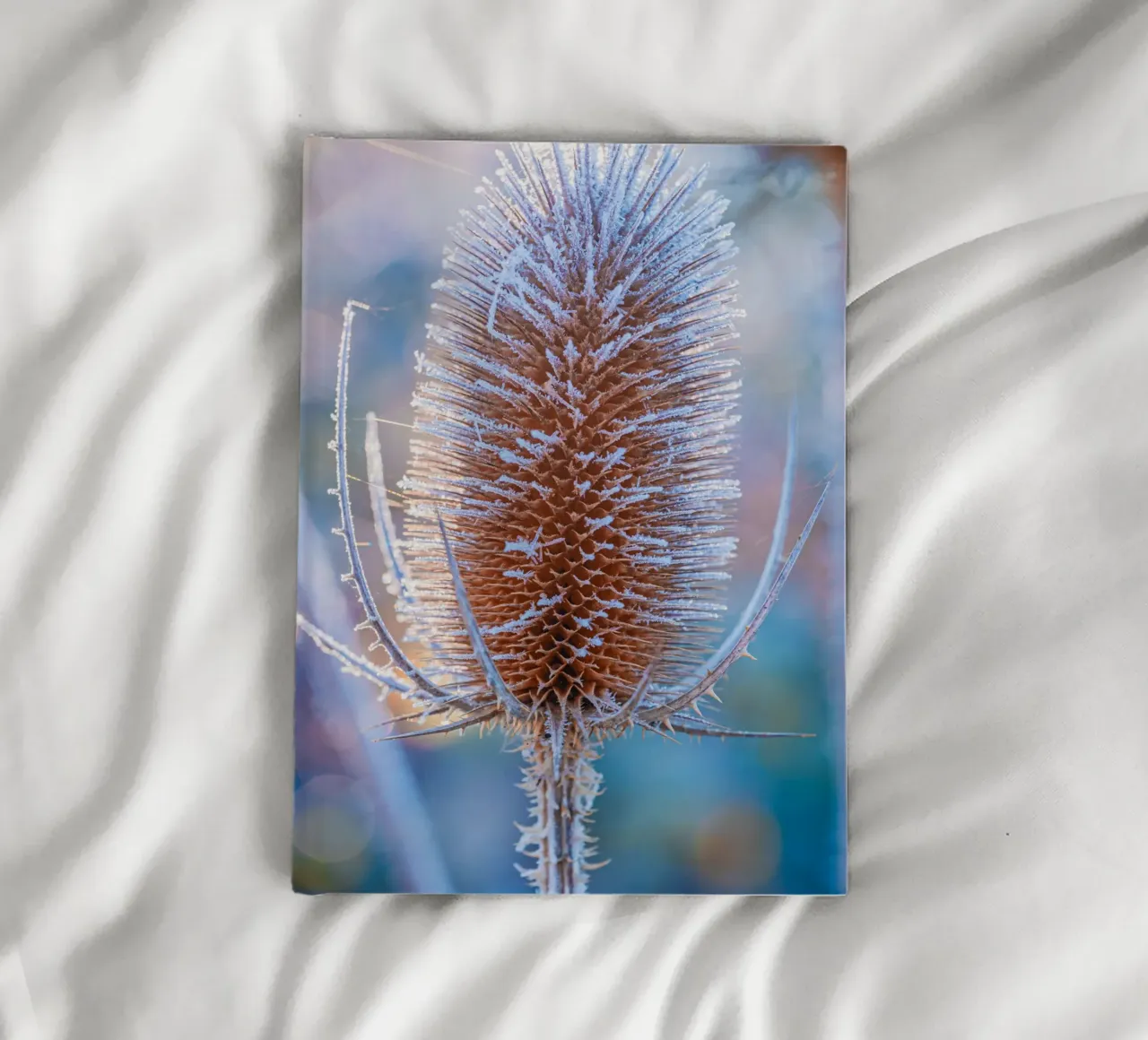 Wild teasel covered with frost in winter notebook by Marcus Beckert | Fotografie