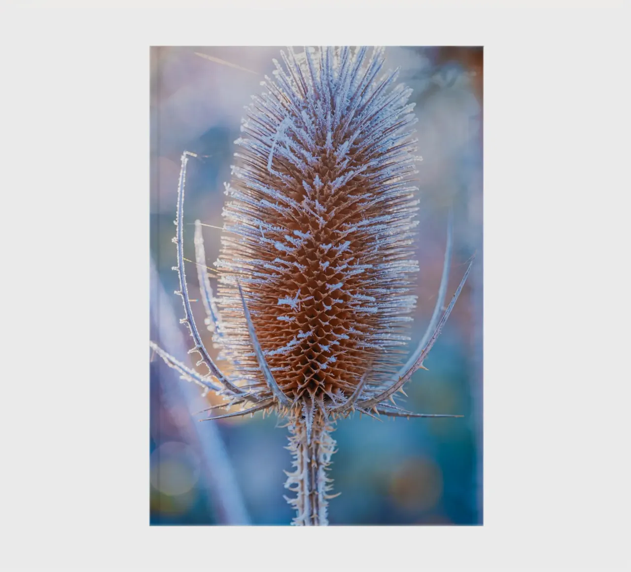 Wild teasel covered with frost in winter notebook by Marcus Beckert | Fotografie
