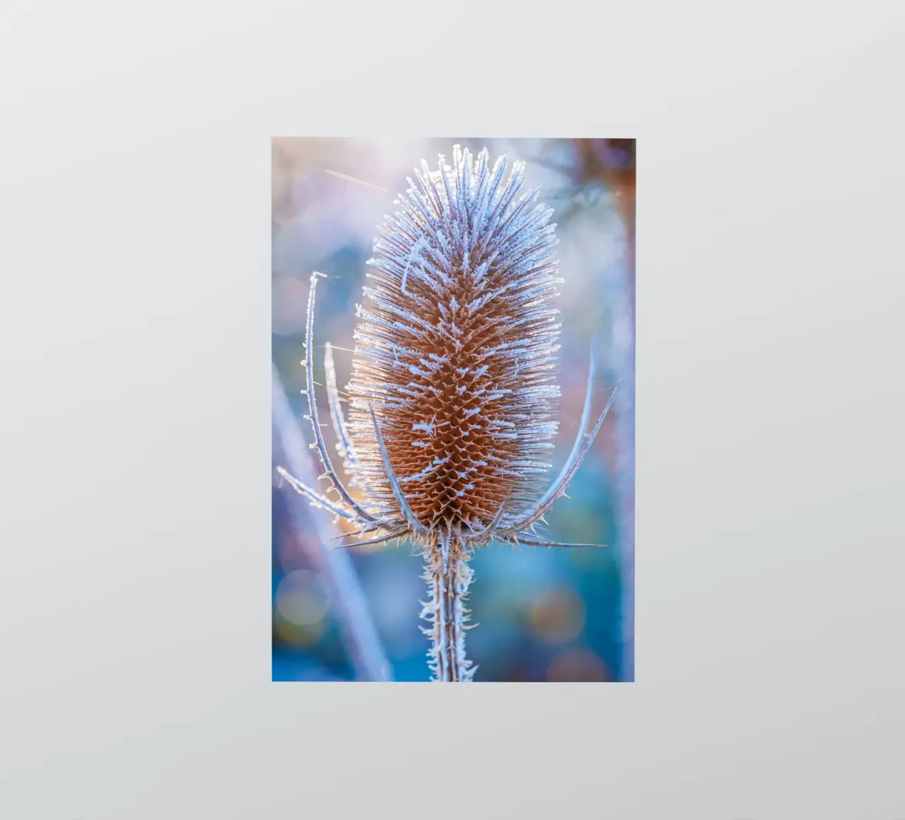 Wild teasel covered with frost in winter sticker by Marcus Beckert | Fotografie