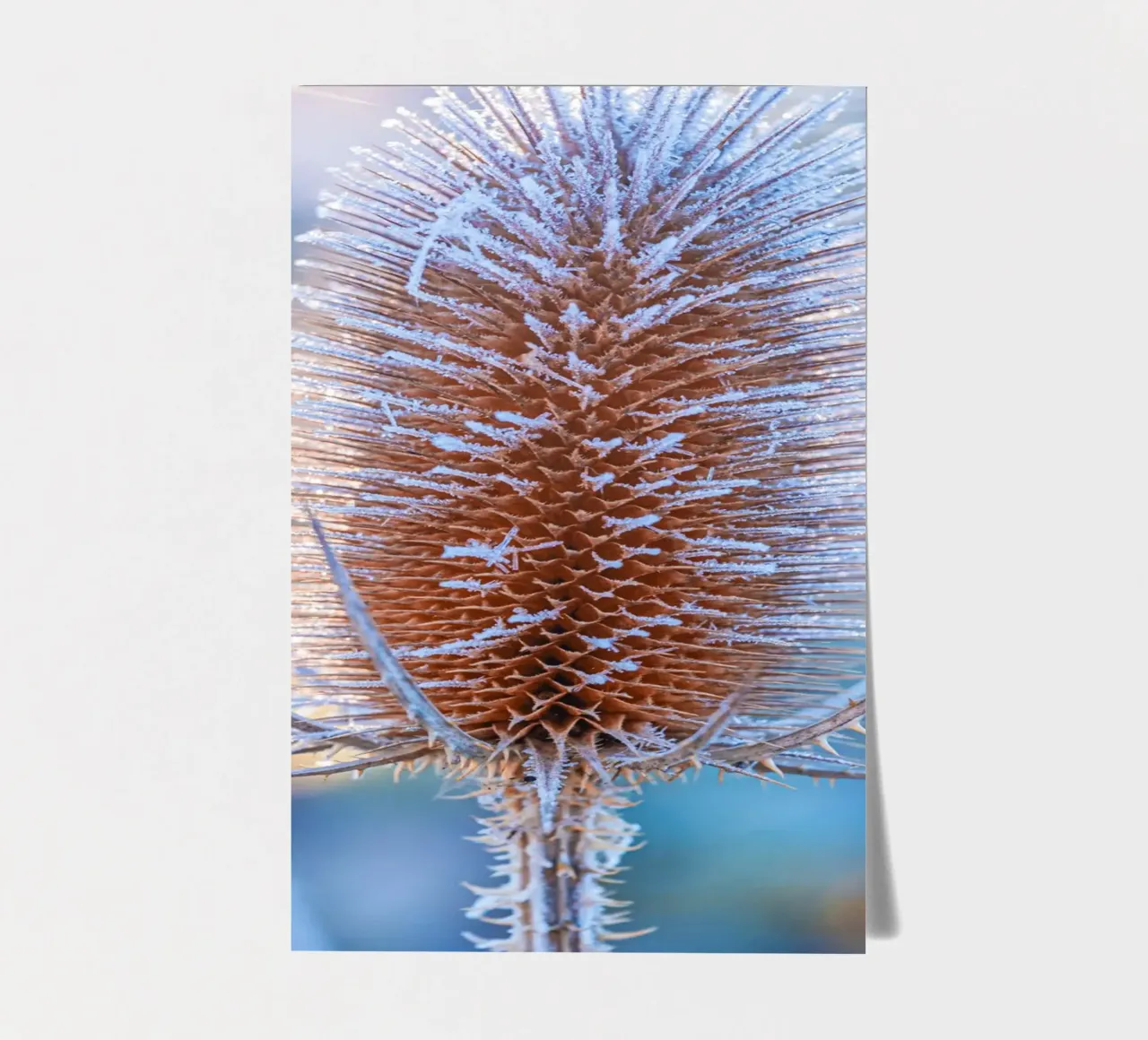 Wild teasel covered with frost in winter sticker sheet by Marcus Beckert | Fotografie