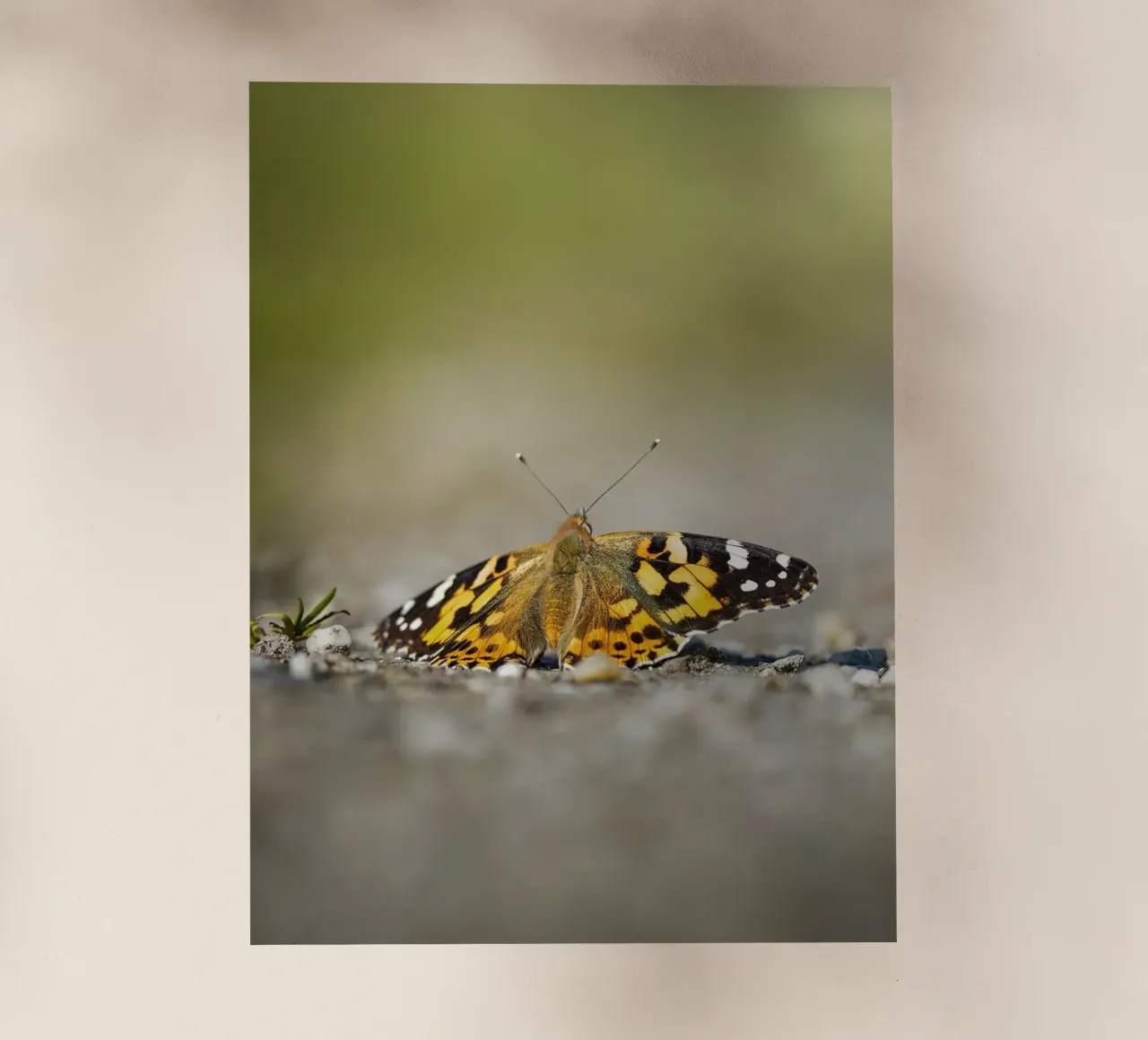 Farfalla pellicola backlit da Tom's Wildlife