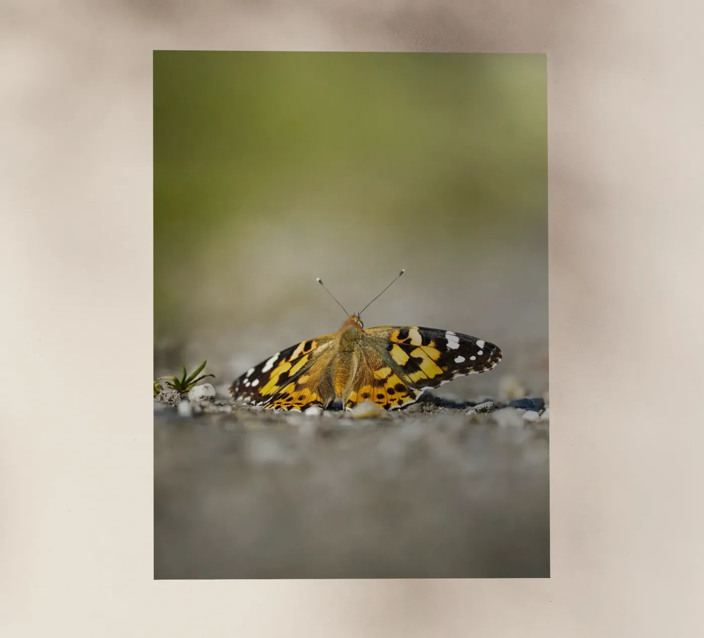 Schmetterling Backlit Folie von Tom's Wildlife