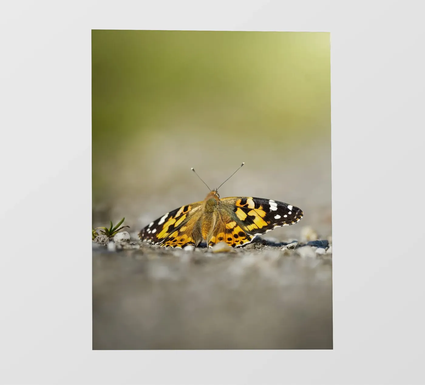 Schmetterling Backlit Folie von Tom's Wildlife
