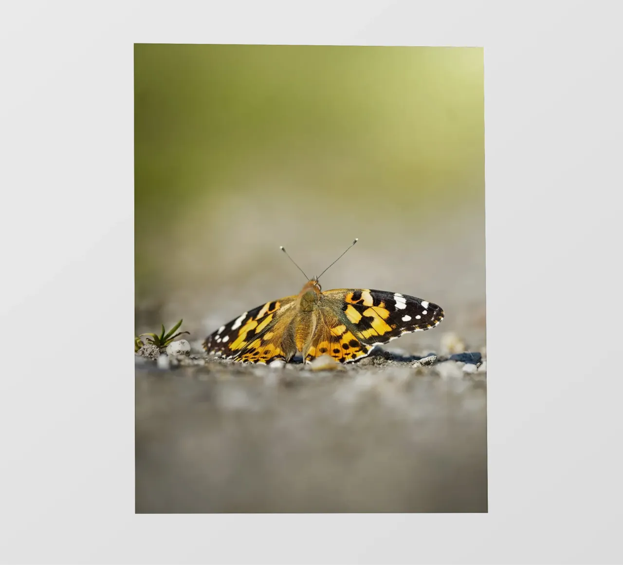 Farfalla pellicola backlit da Tom's Wildlife