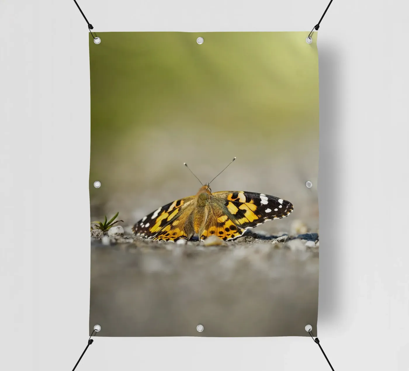 Farfalla telo in pvc da Tom's Wildlife