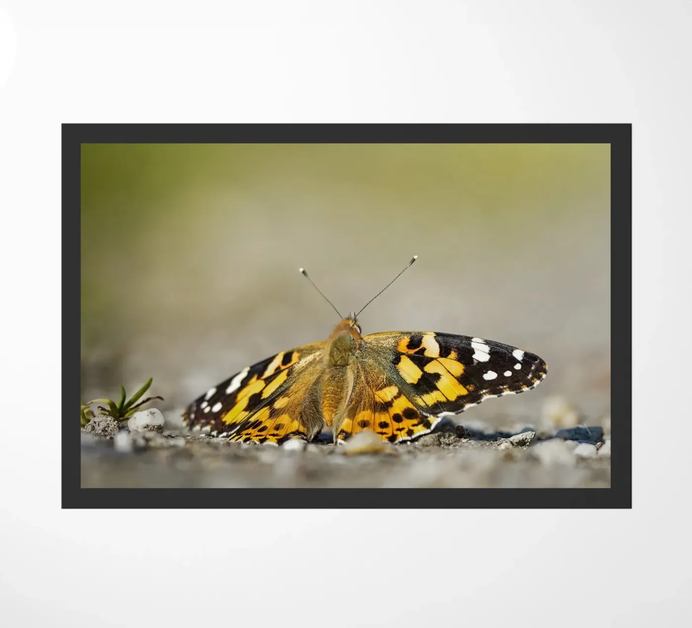 Butterfly doormat by Tom's Wildlife