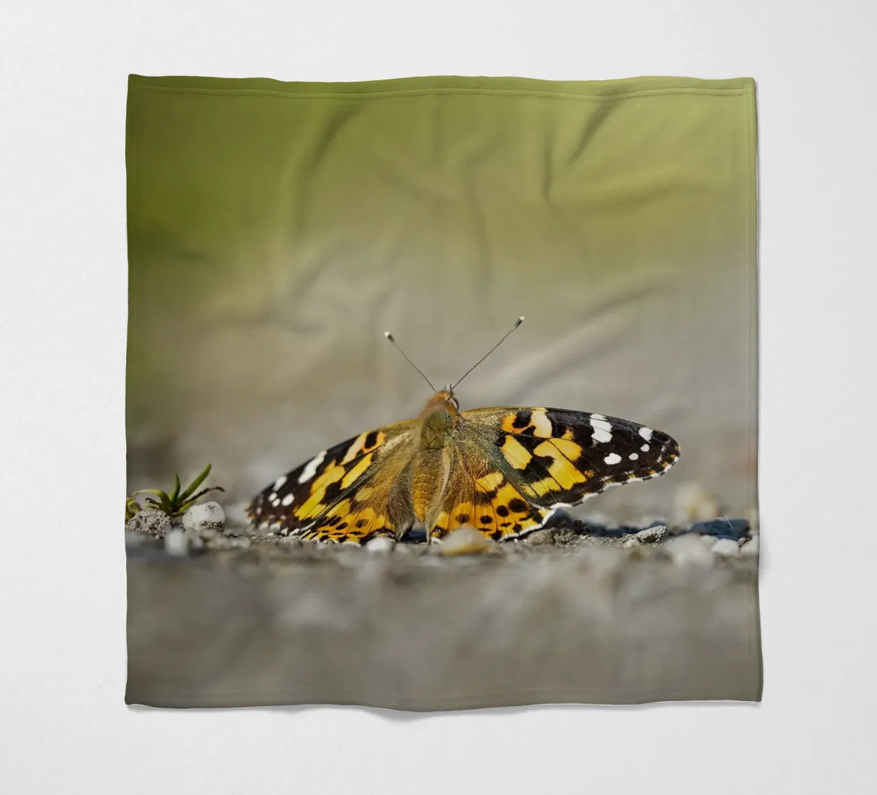 Farfalla coperta in pile da Tom's Wildlife