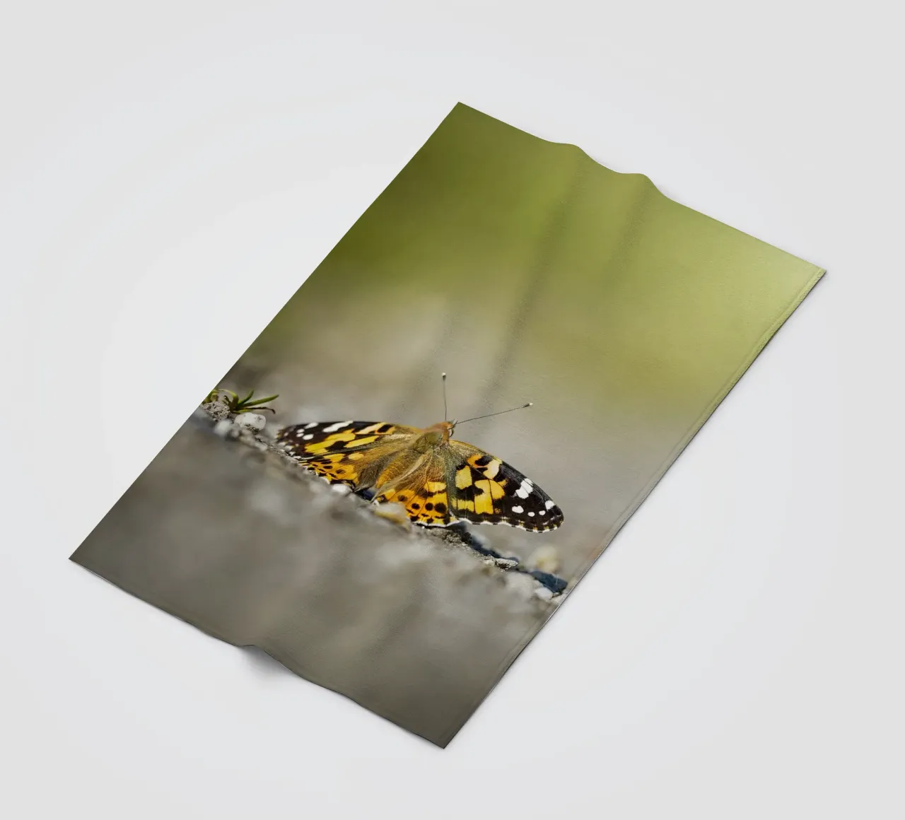 Farfalla coperta in pile da Tom's Wildlife