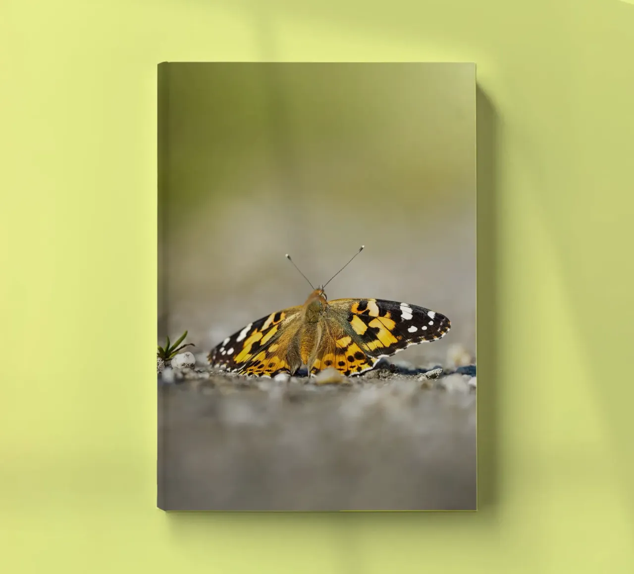 Butterfly notebook by Tom's Wildlife