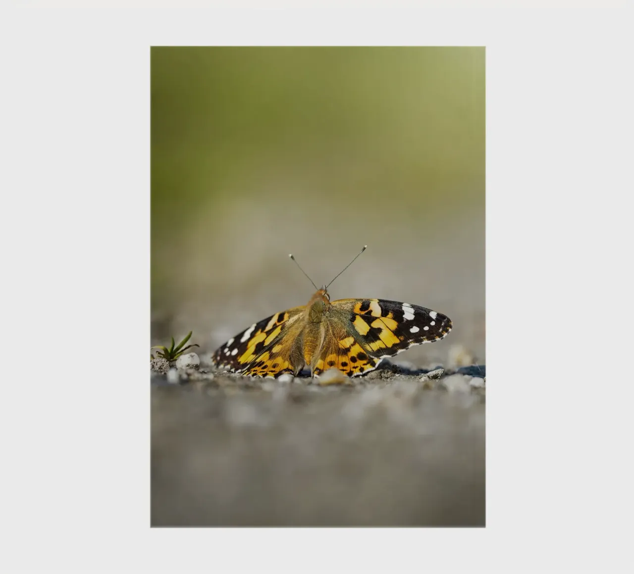 Butterfly notebook by Tom's Wildlife
