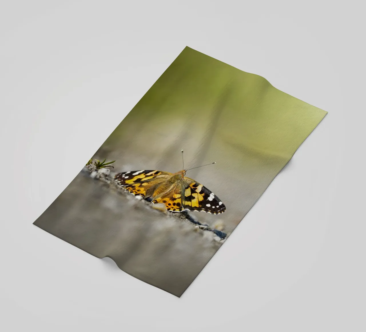 Butterfly beach towel by Tom's Wildlife