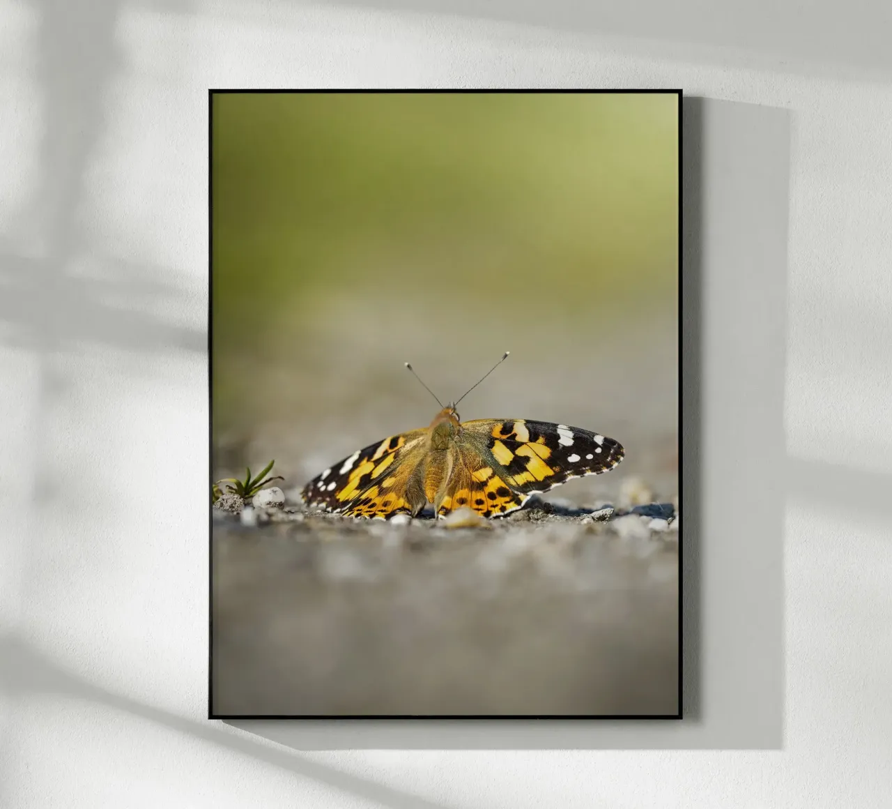 Farfalla plexiglass da Tom's Wildlife