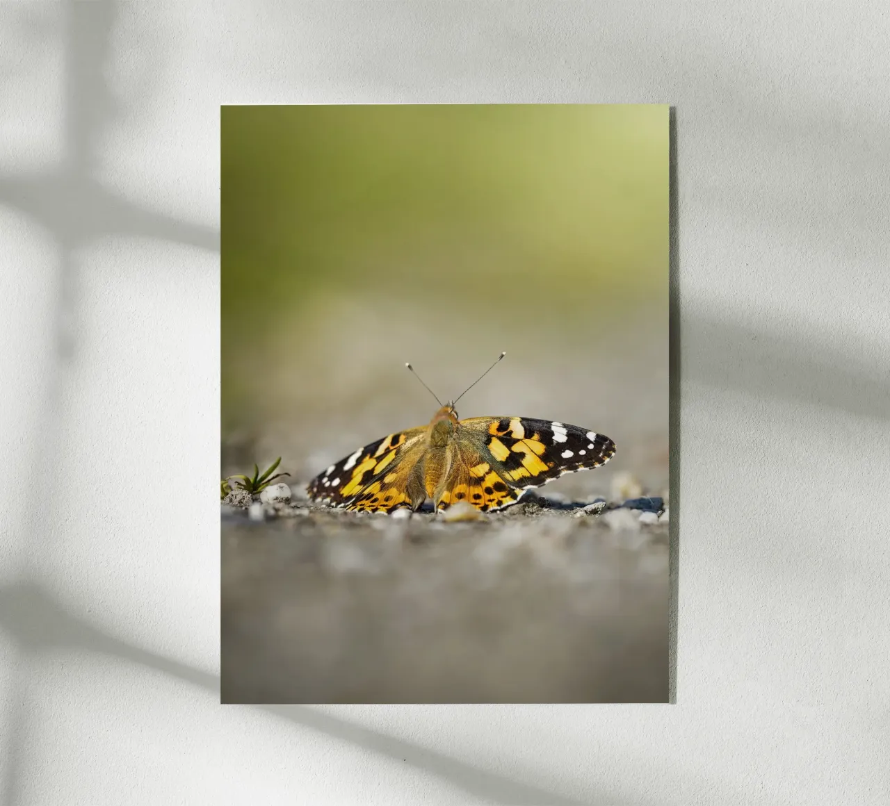 Farfalla plexiglass da Tom's Wildlife