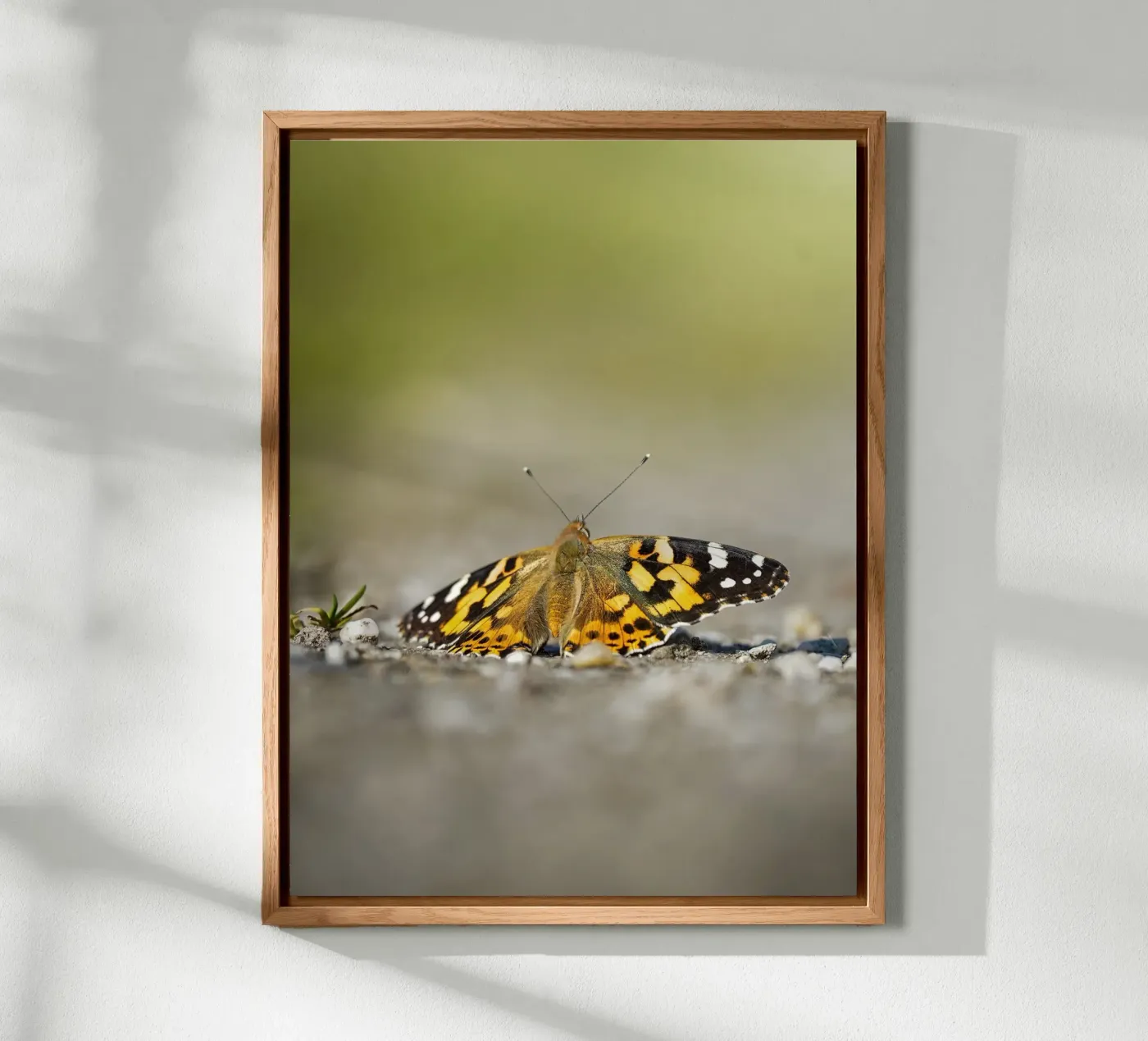 Butterfly alu-dibond by Tom's Wildlife