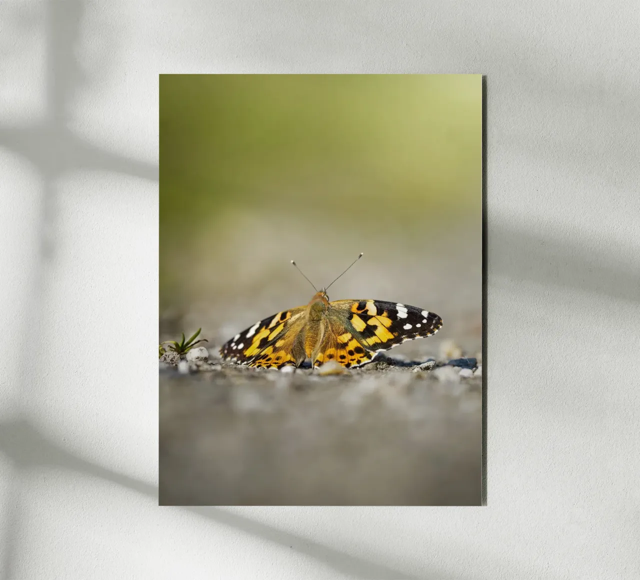 Farfalla alluminio dibond da Tom's Wildlife