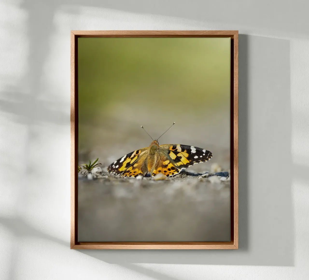 Farfalla tela da Tom's Wildlife