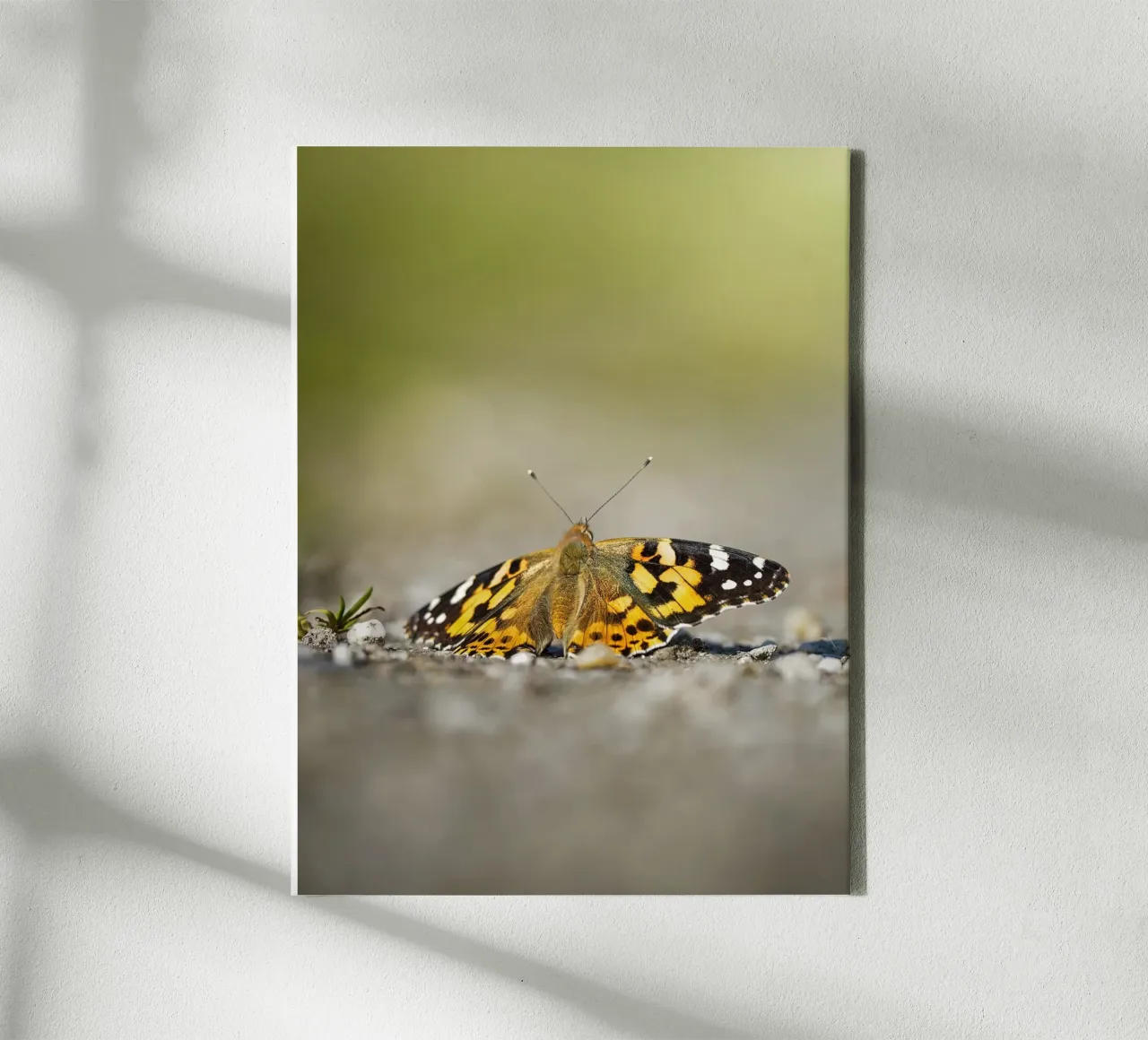 Farfalla tela da Tom's Wildlife