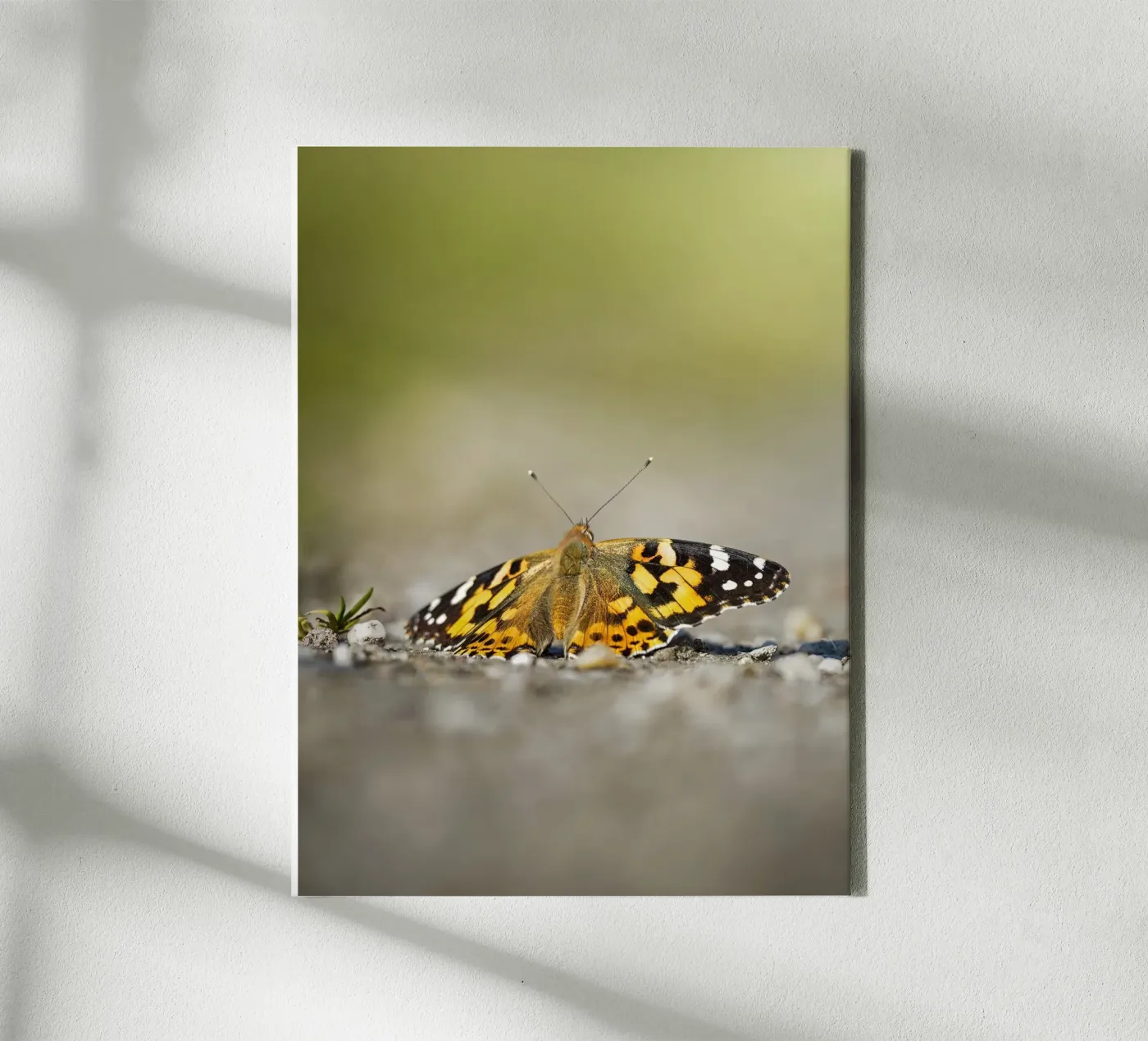 Butterfly canvas by Tom's Wildlife
