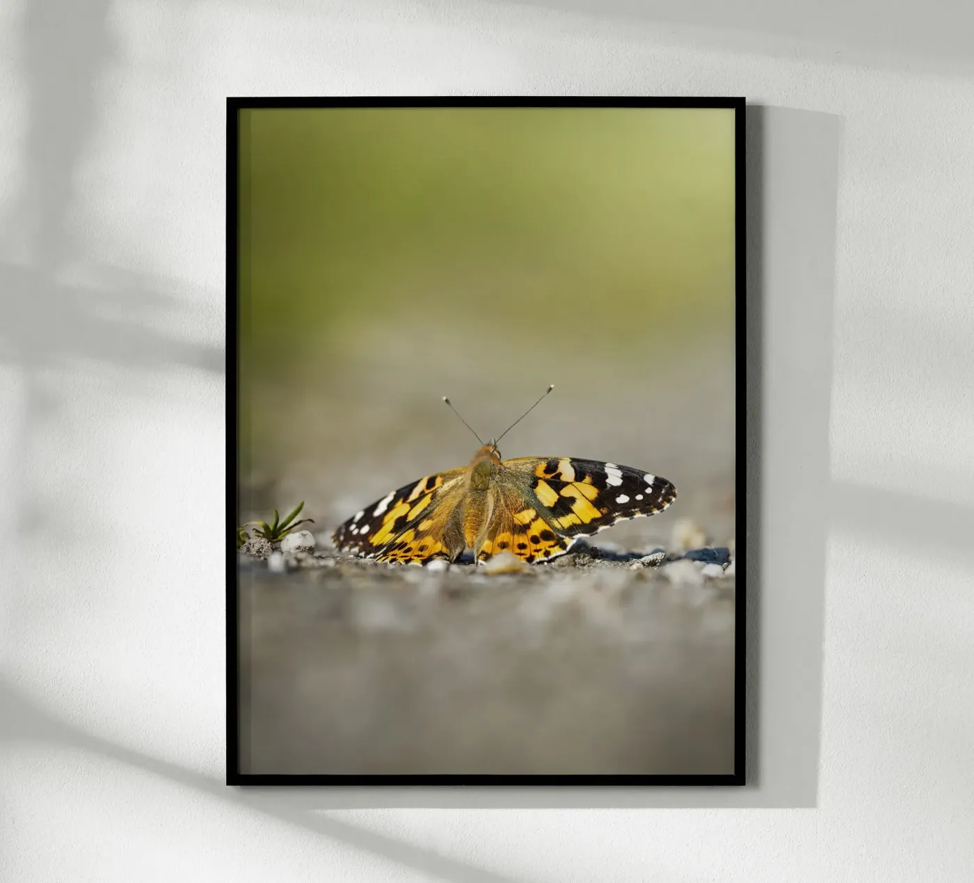 Papillon poster de Tom's Wildlife
