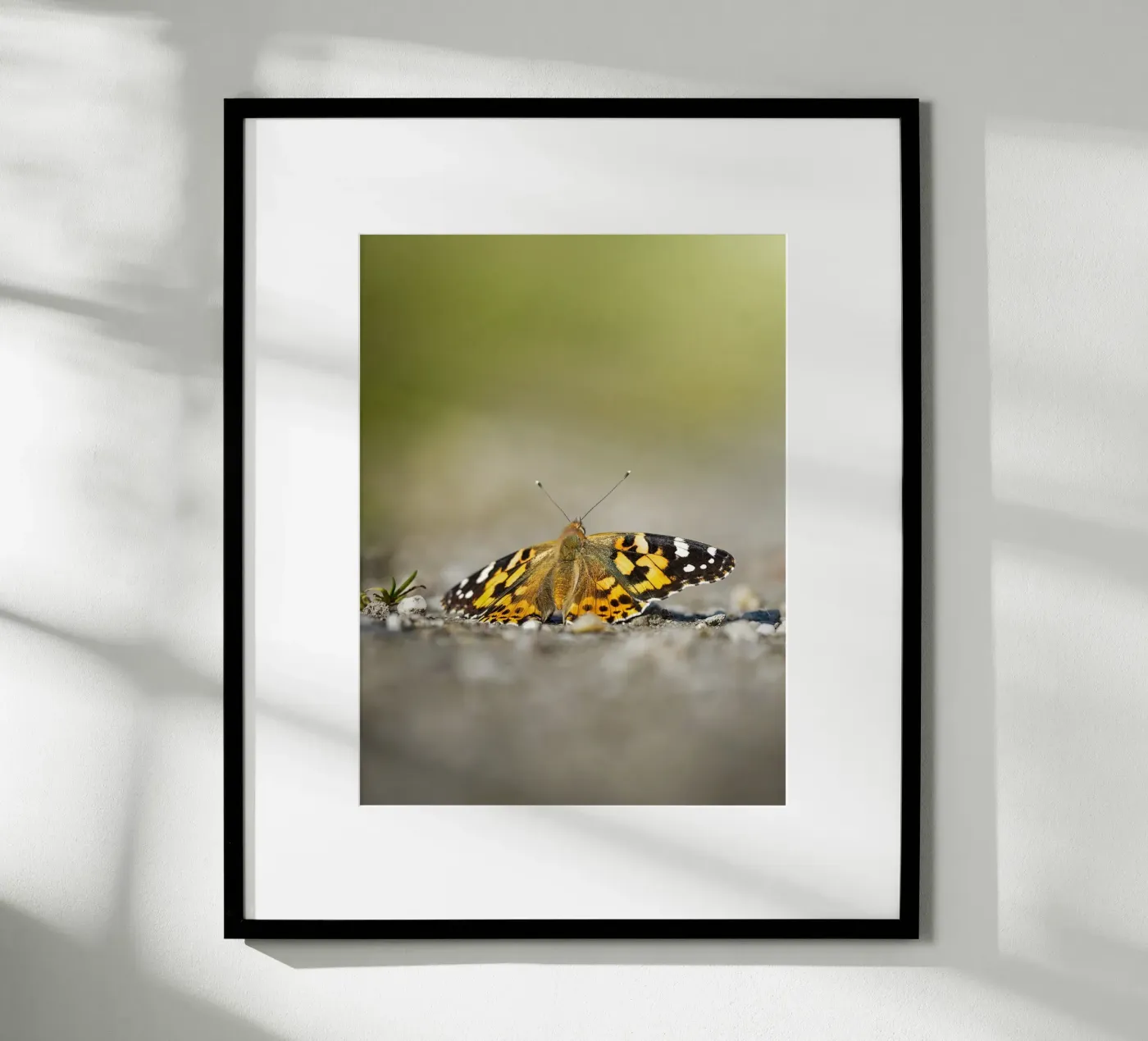 Papillon poster de Tom's Wildlife