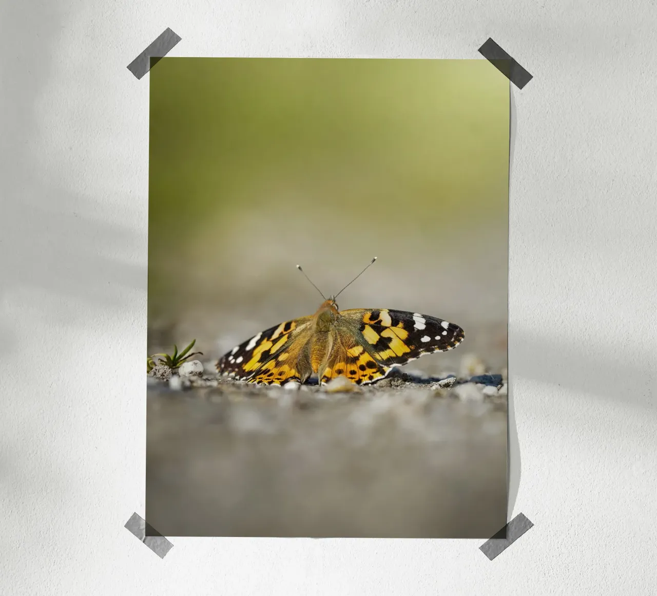 Schmetterling Poster von Tom's Wildlife