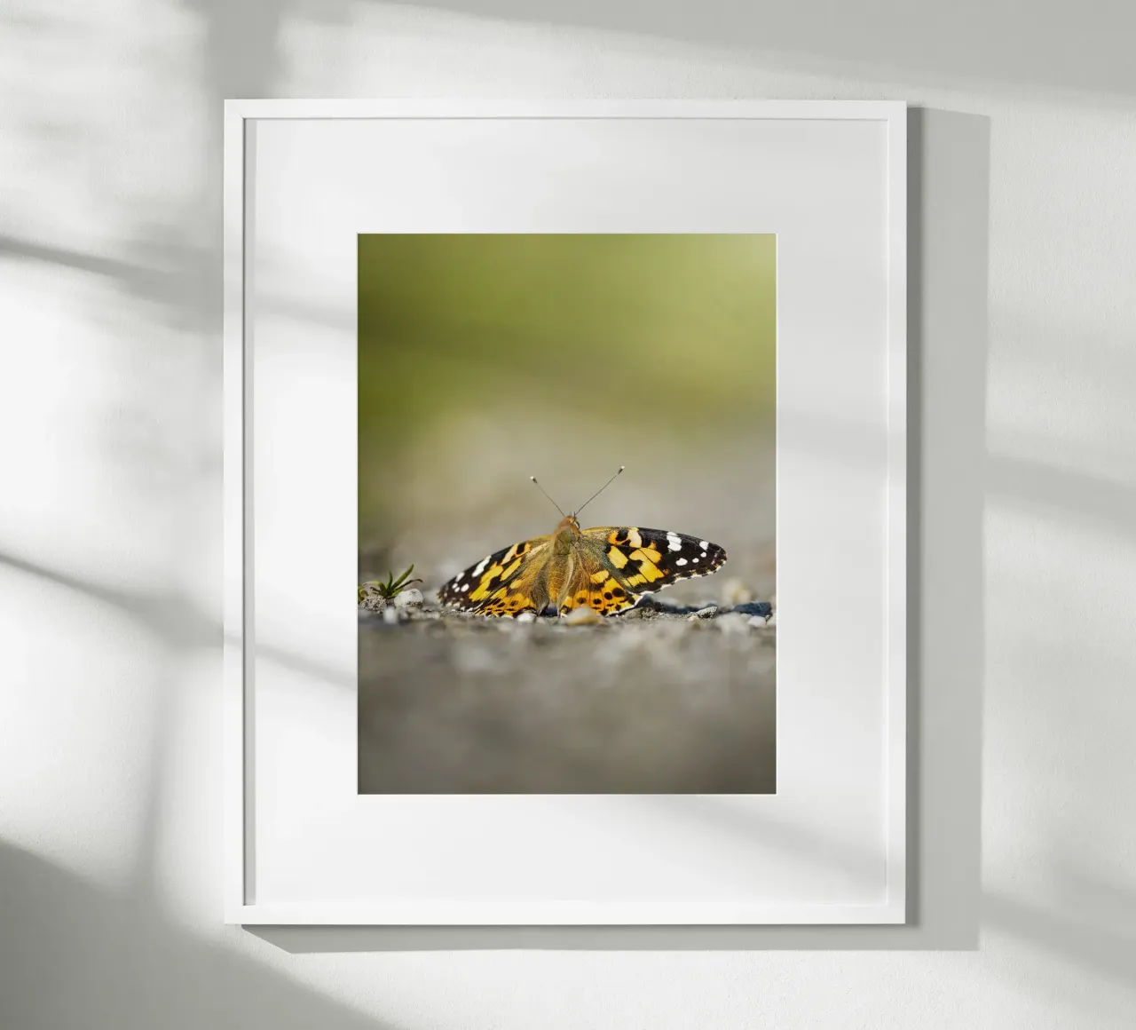 Schmetterling Poster von Tom's Wildlife