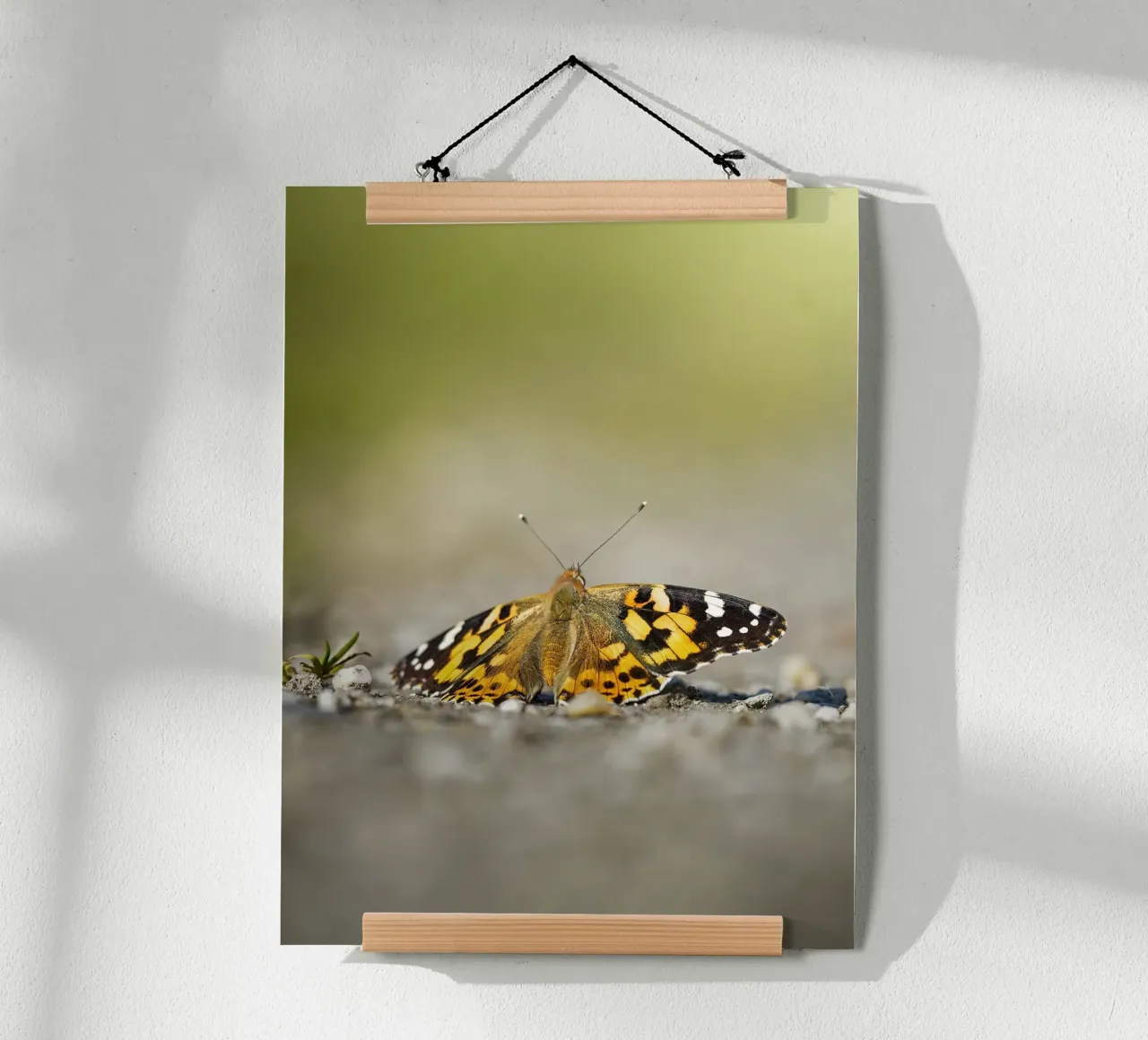 Schmetterling Poster von Tom's Wildlife