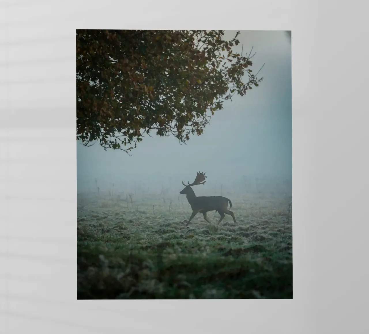 Maschio di daino pellicola backlit da Tom's Wildlife