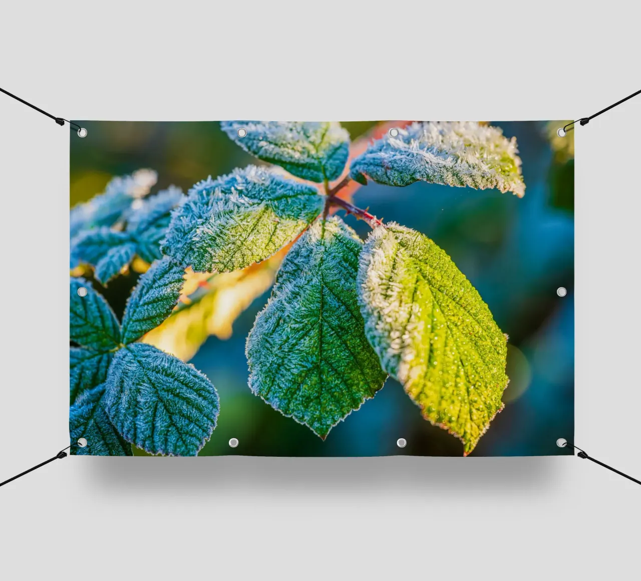 Foglie verdi di un cespuglio di more in inverno telo in pvc da Marcus Beckert | Fotografie