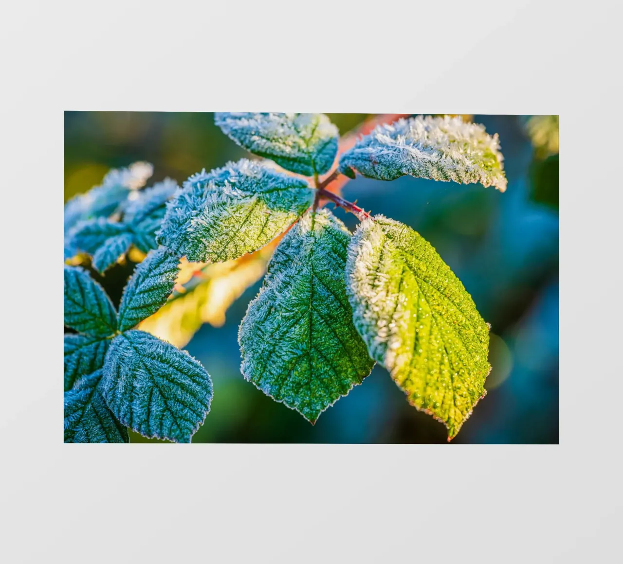 Foglie verdi di un cespuglio di more in inverno telo in pvc da Marcus Beckert | Fotografie