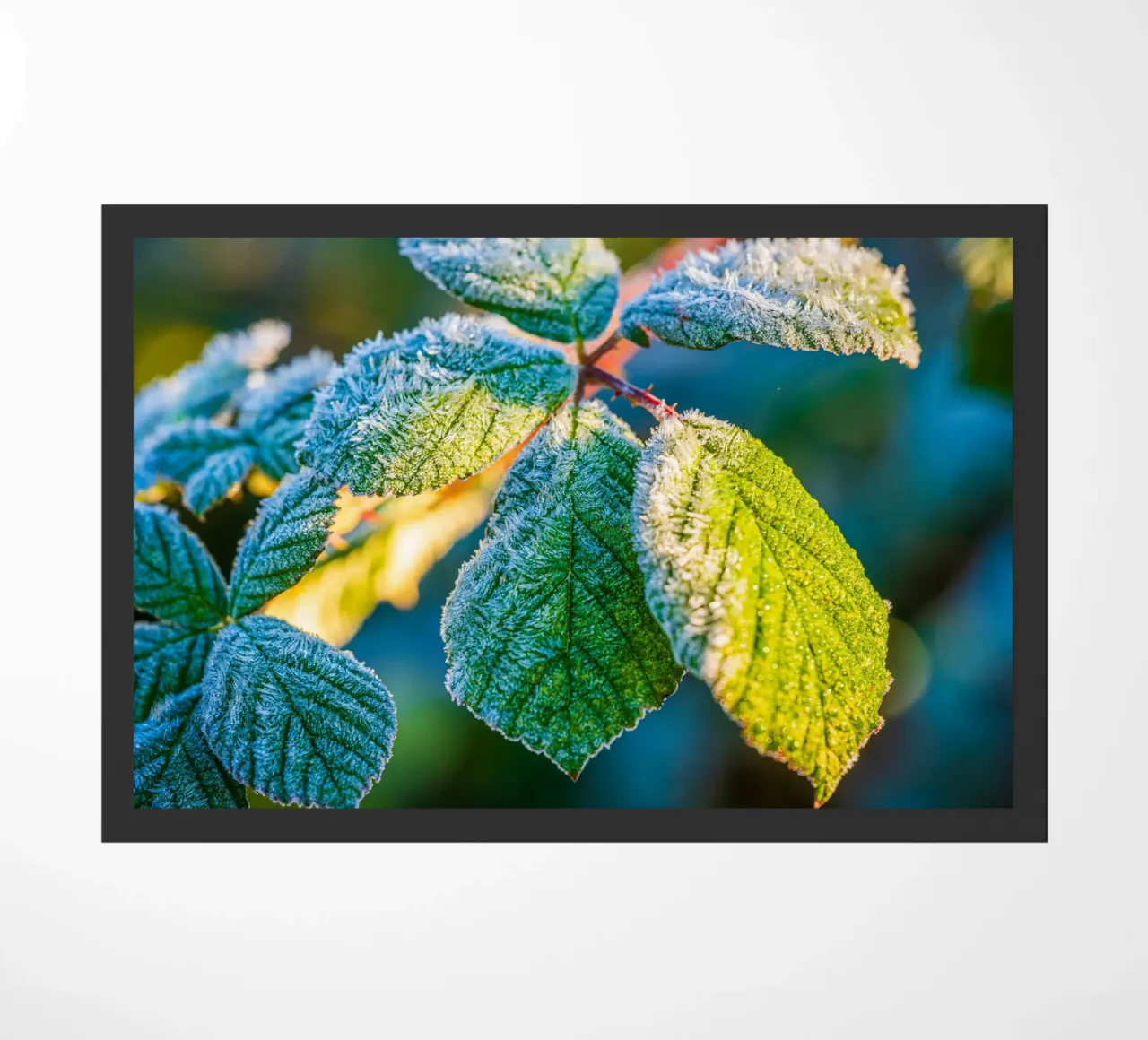 Foglie verdi di un cespuglio di more in inverno zerbino da Marcus Beckert | Fotografie