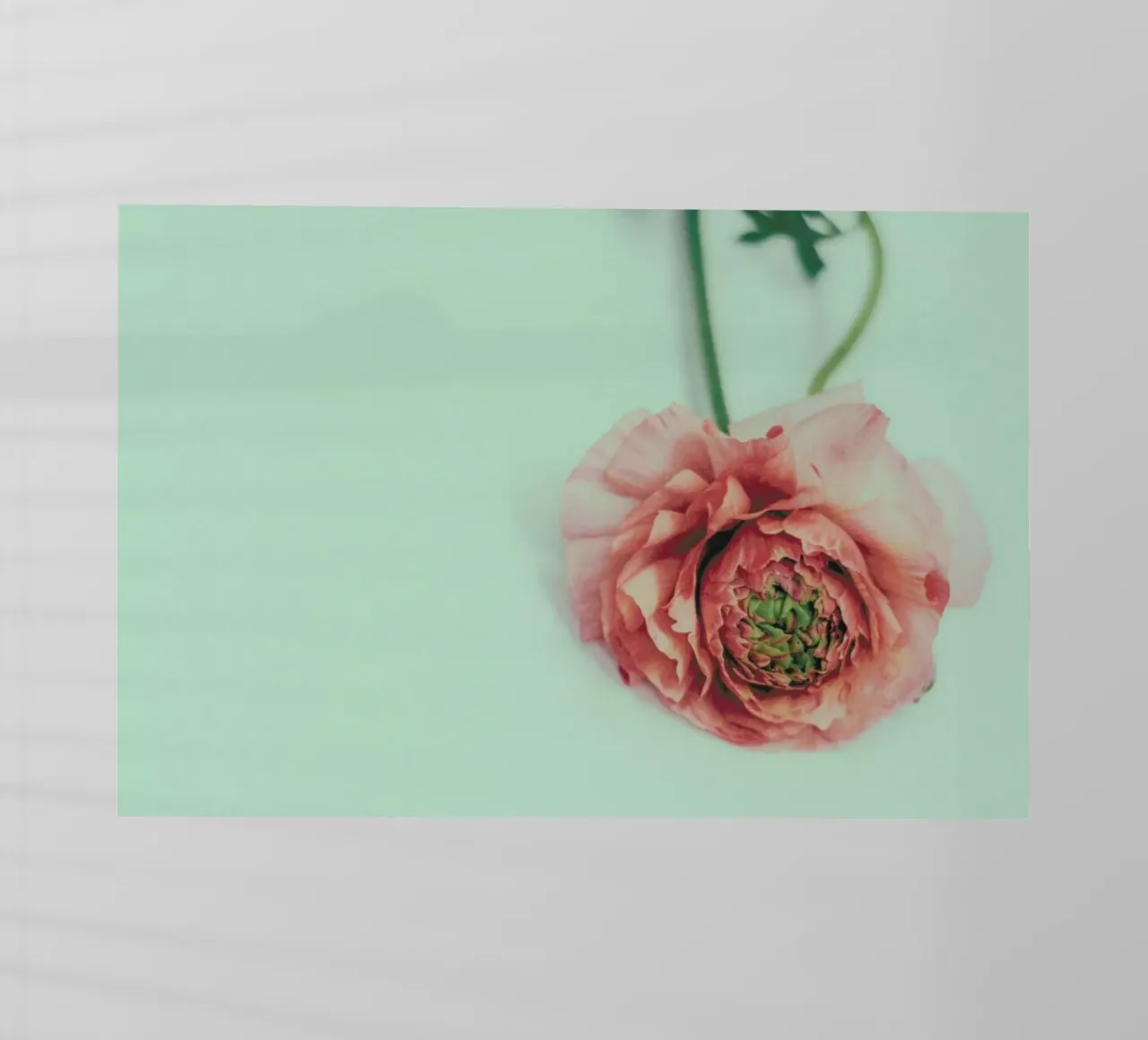 Melon pellicola backlit da Morgan Kendall