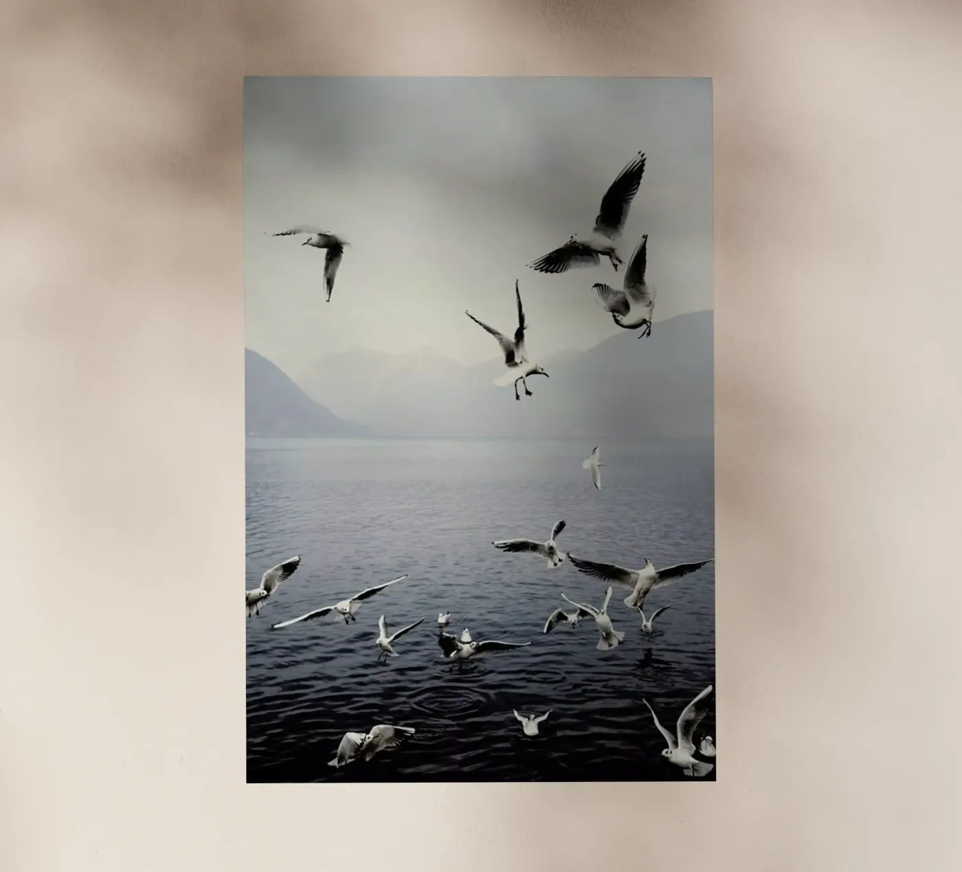 Seagulls pellicola backlit da Laura Palm
