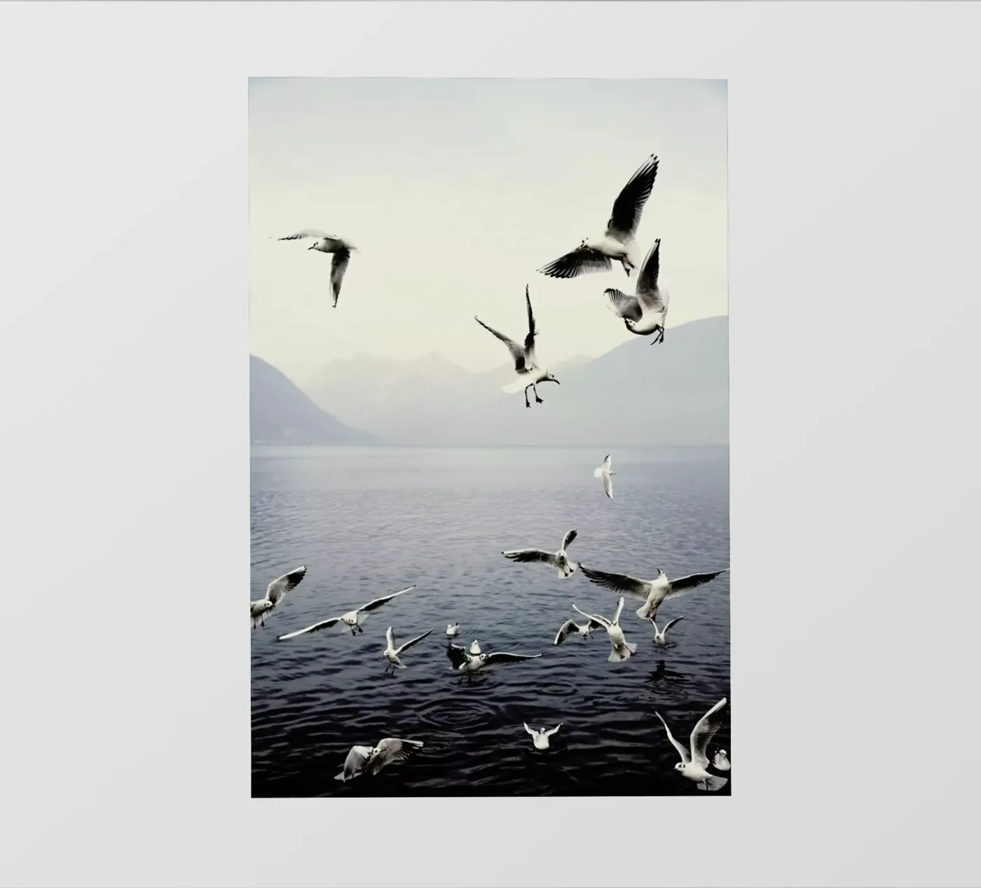 Seagulls pellicola backlit da Laura Palm