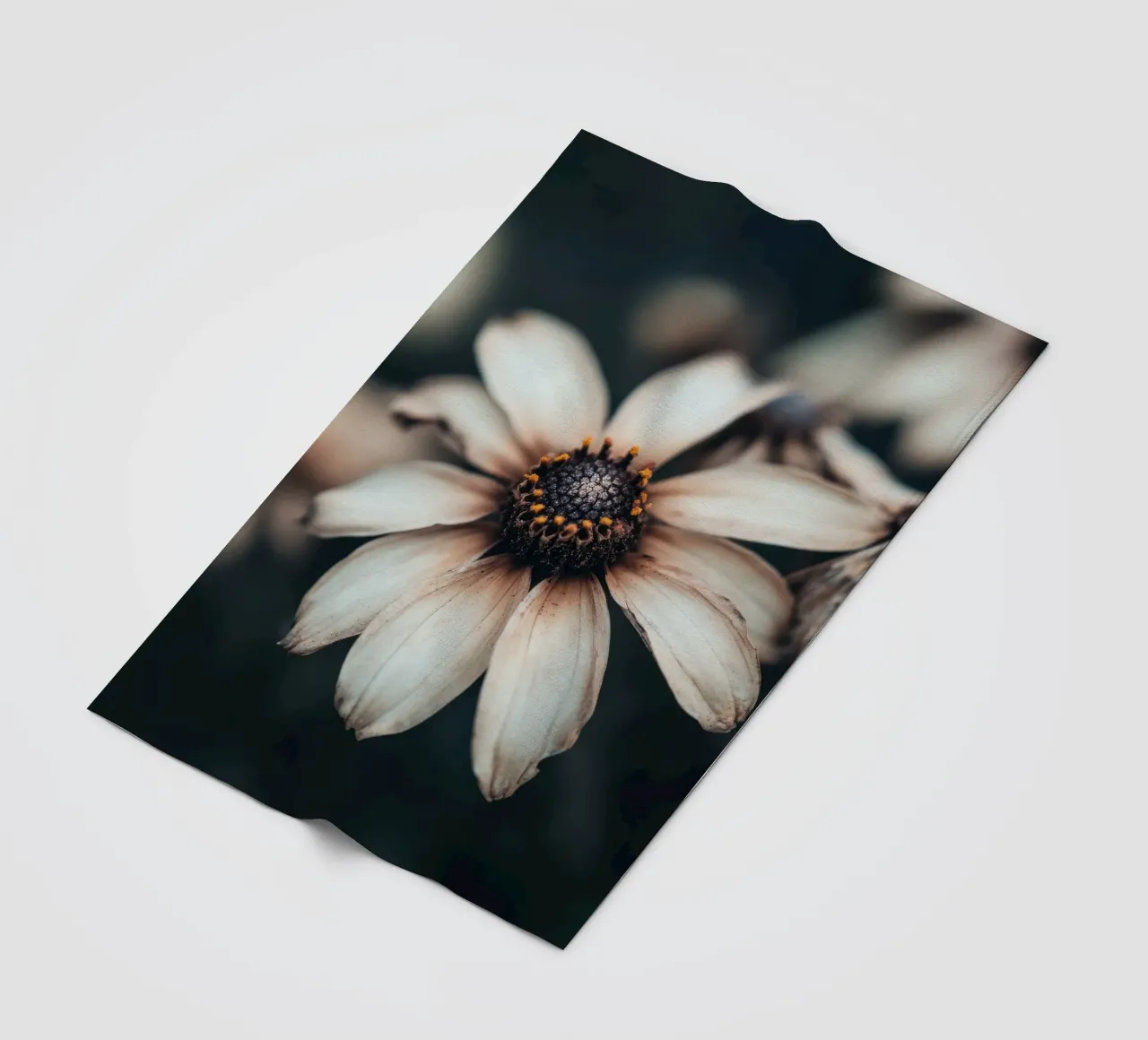 Primo piano di un fiore coperta in pile da Imagine