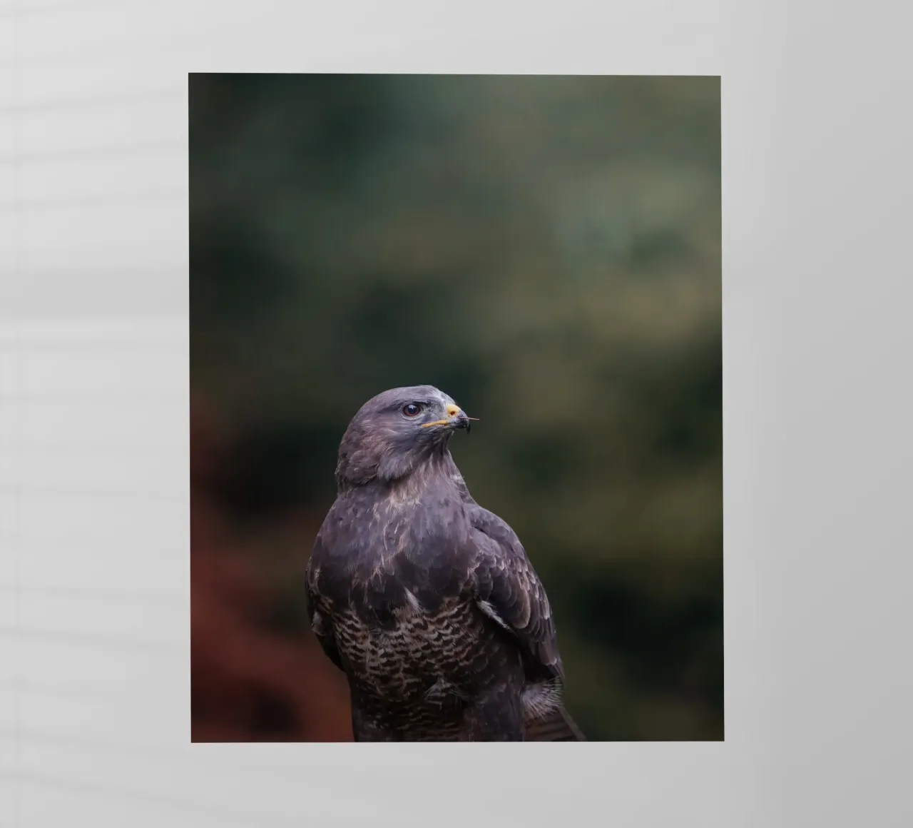 Buzzard pellicola backlit da Tom's Wildlife
