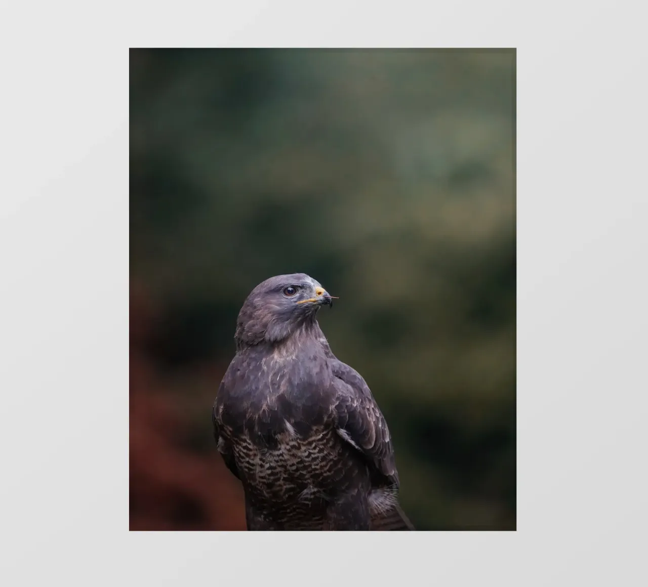 Buzzard pellicola backlit da Tom's Wildlife