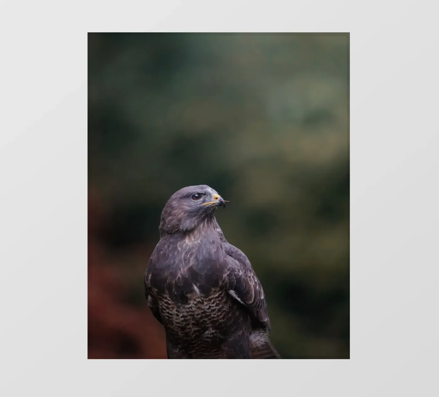 Buzzard pellicola backlit da Tom's Wildlife