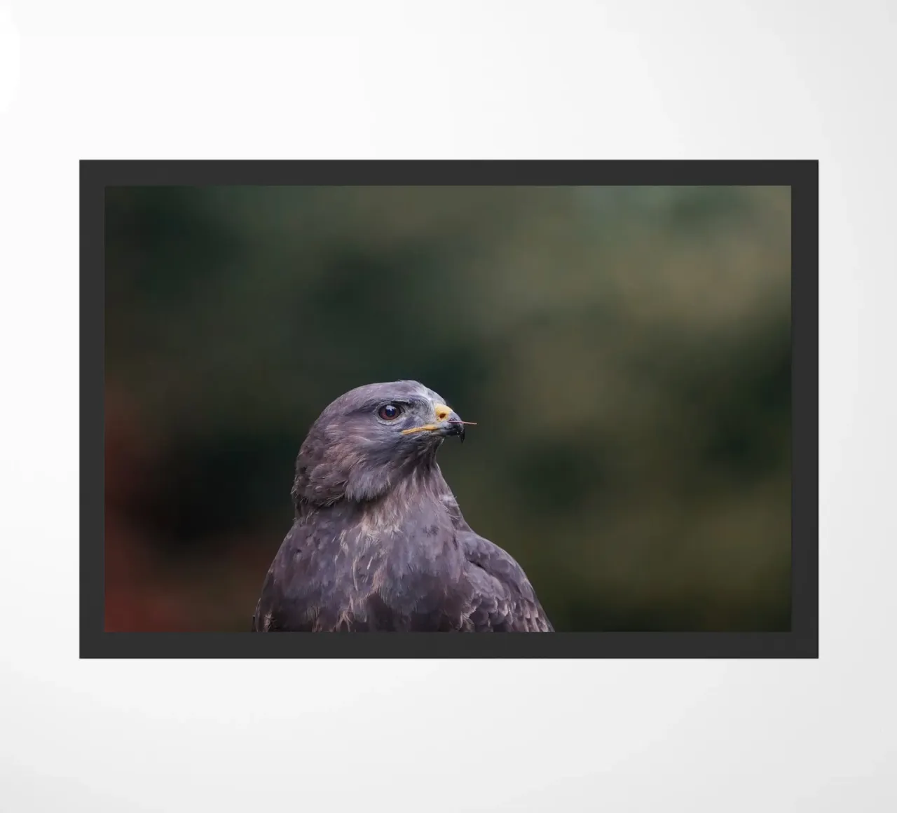 Buizerd deurmat van Tom's Wildlife