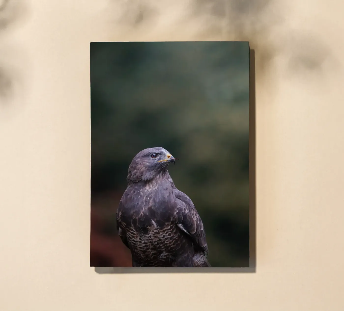 Buzzard notebook by Tom's Wildlife