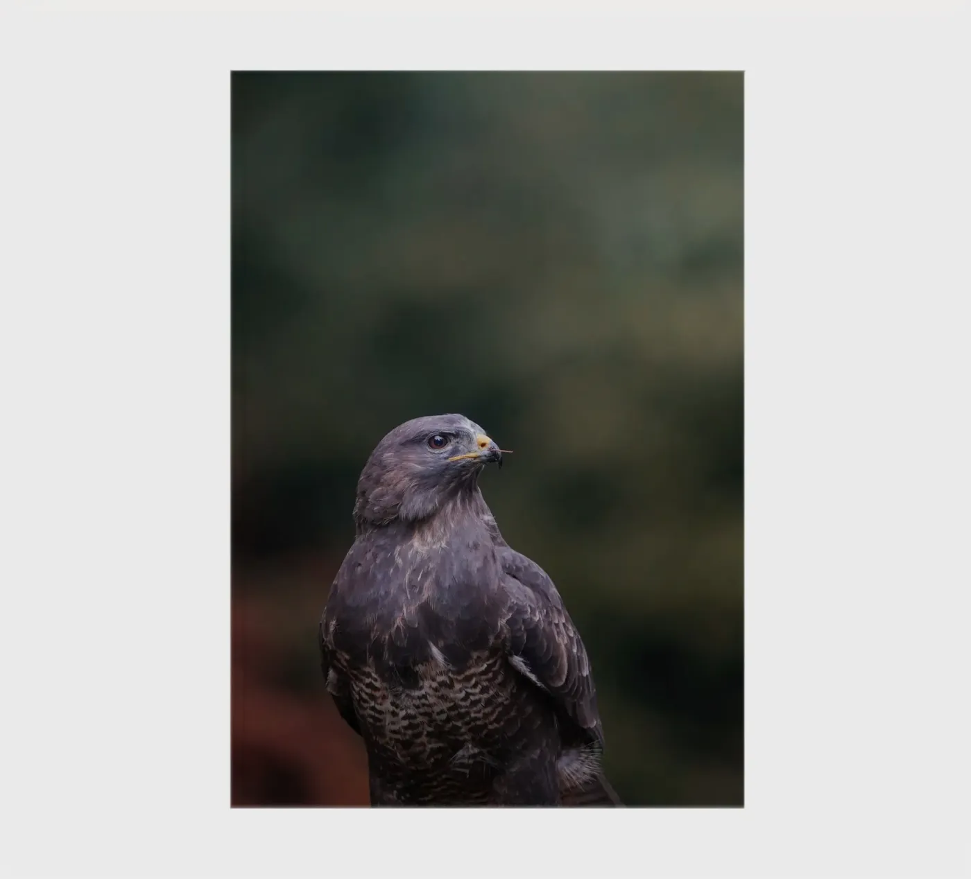 Buzzard notebook by Tom's Wildlife