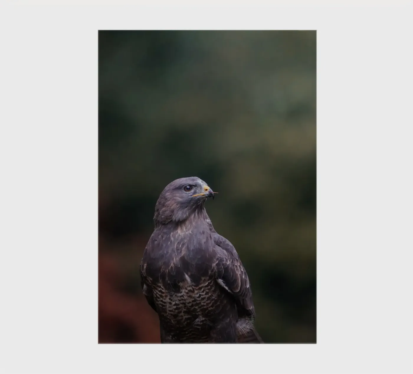 Buzzard notebook by Tom's Wildlife