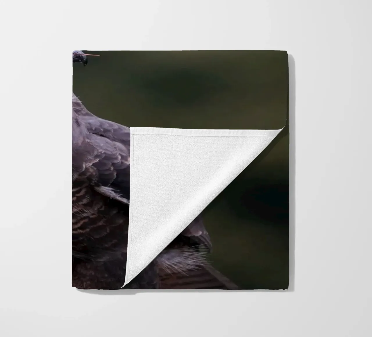 Poiana telo mare da Tom's Wildlife