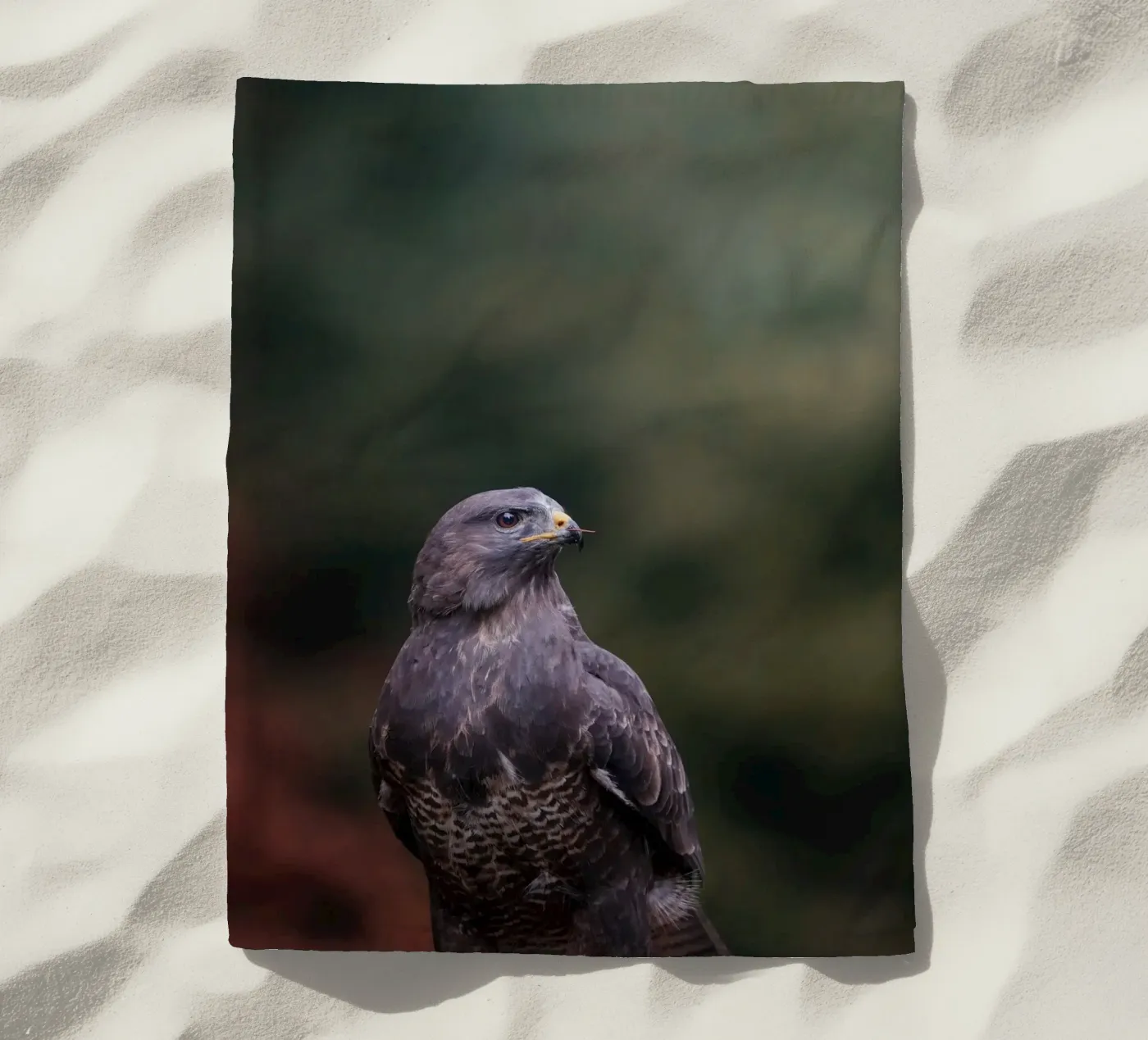 Bussard Strandtuch von Tom's Wildlife
