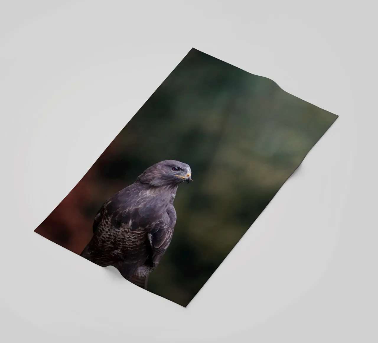 Poiana telo mare da Tom's Wildlife