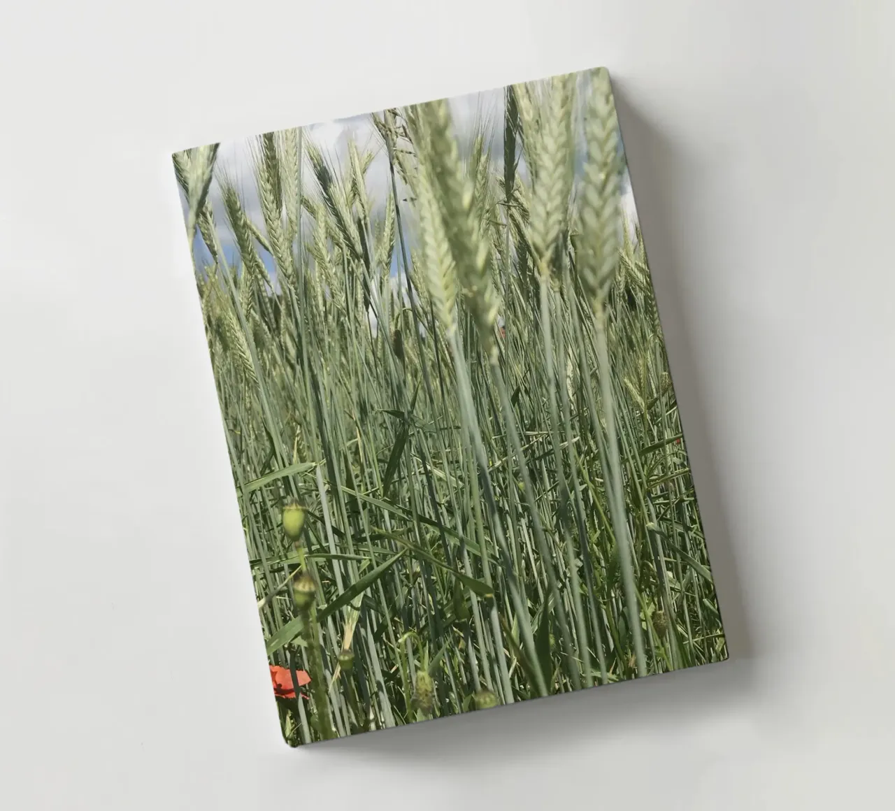 Poppy in the rye field notebook by Art Studio by Iris