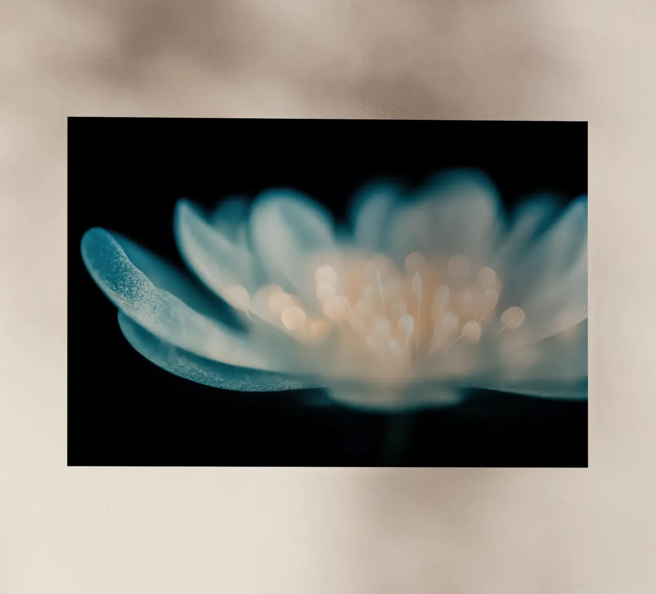 Fiore trasparente pellicola backlit da Imagine