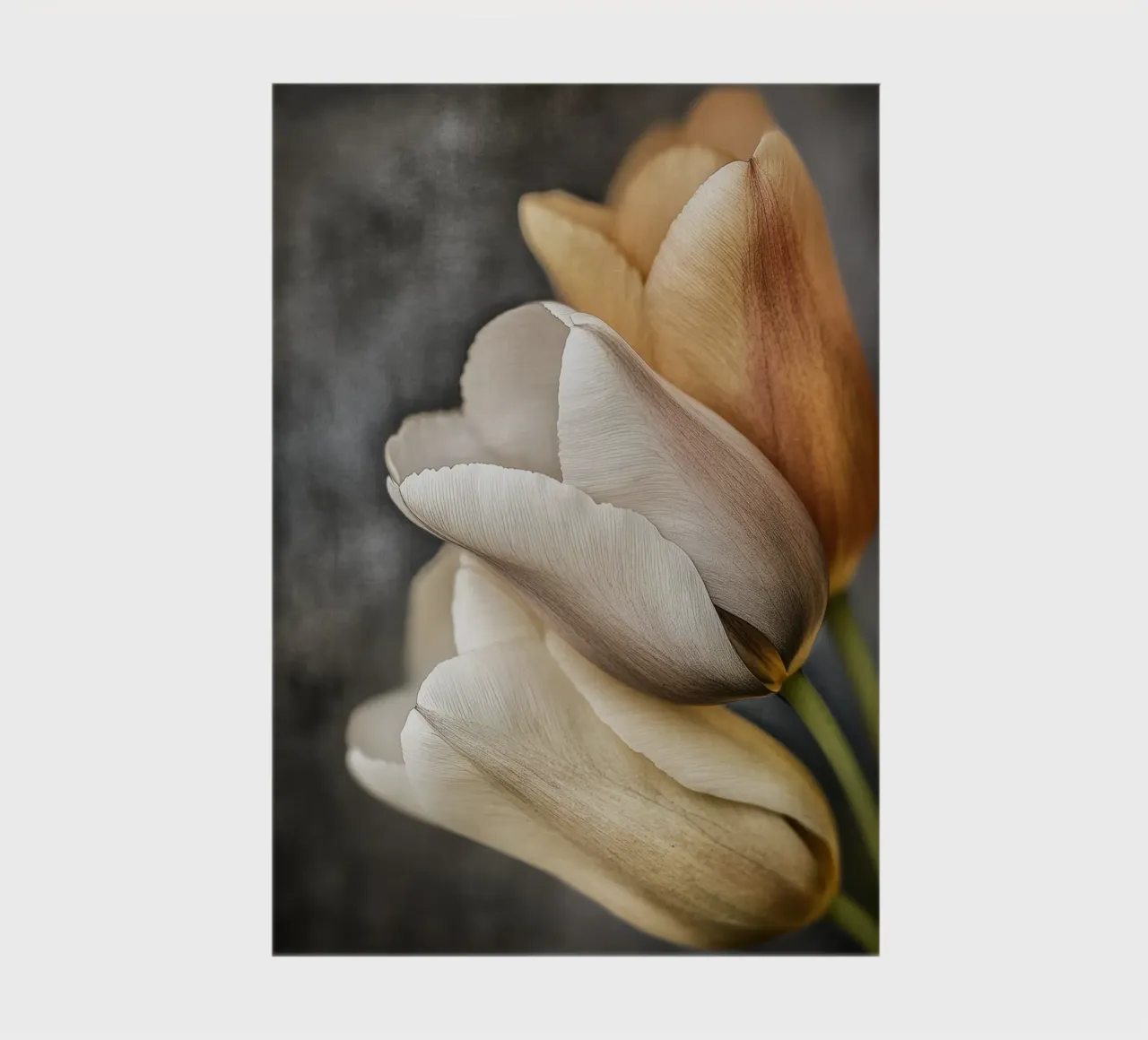 Tulips in soft colours notebook by Imagine