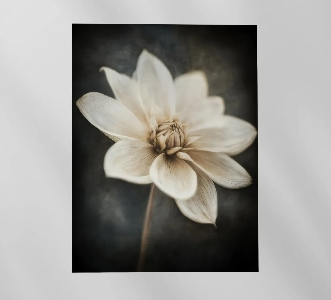 Fiore beige pellicola backlit da Imagine