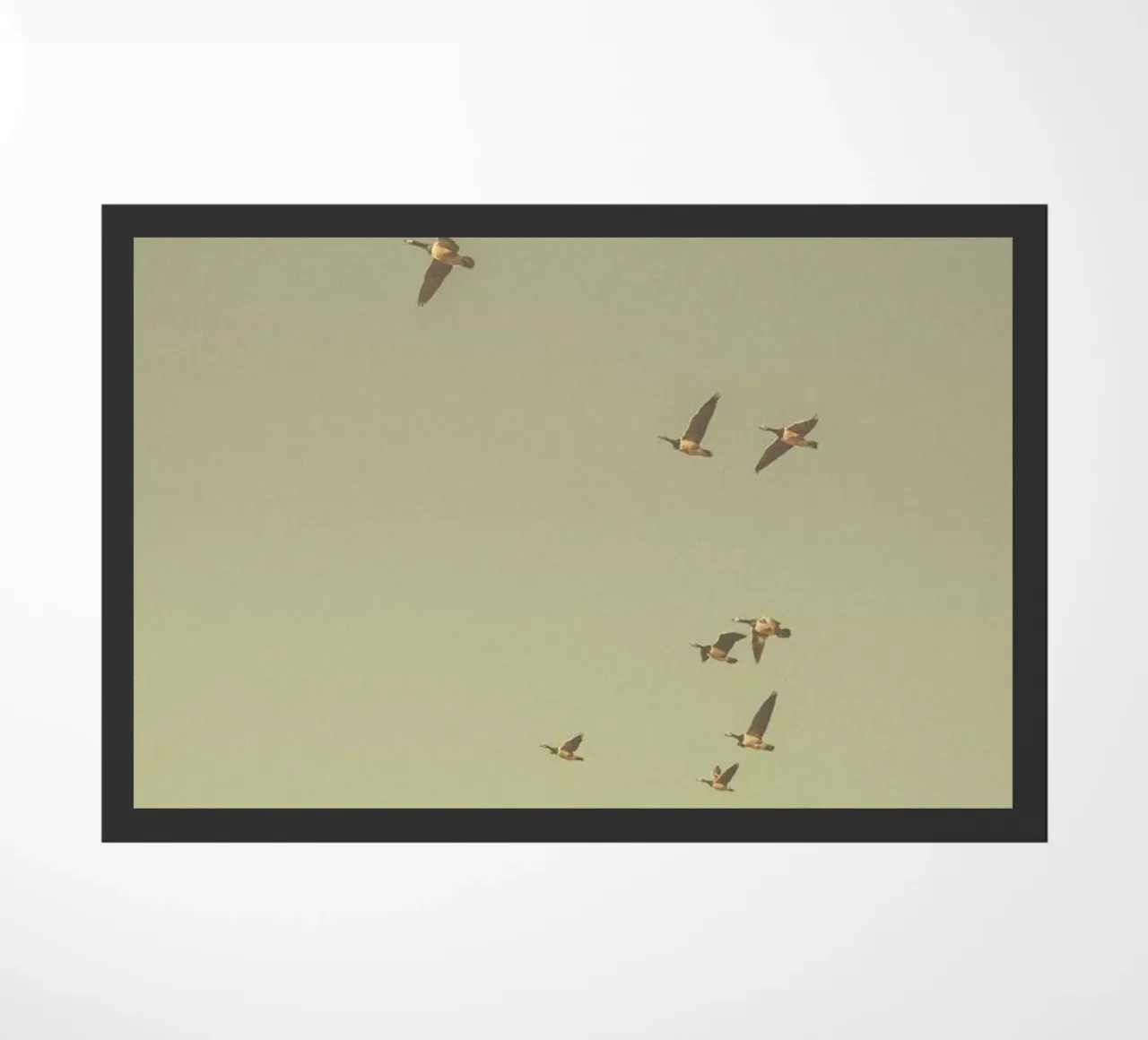The Goose zerbino da Pale Grain